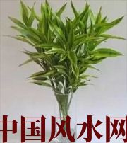 清远十二生肖养什么植物最旺财运？你知道吗！